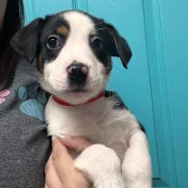 Thumbnail photo of Nutter Butter #2