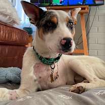 Thumbnail photo of TONY #3