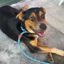 Thumbnail photo of GUMBO  #2