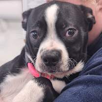 Thumbnail photo of Socks #3