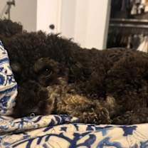 Thumbnail photo of TOBY #3