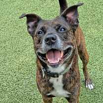 Thumbnail photo of Tahoe #1