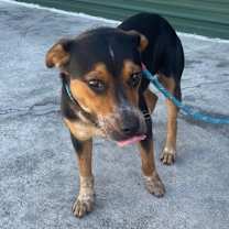 Thumbnail photo of GUMBO  #3