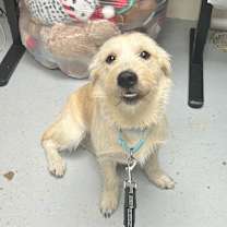 Thumbnail photo of Havarti #1