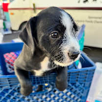 Thumbnail photo of Blackie #1