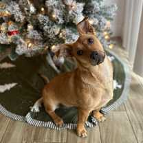 Thumbnail photo of Roquefort (Roqa) #1