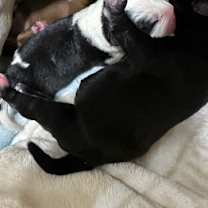 Thumbnail photo of Blackie #2