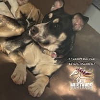 Thumbnail photo of Mia-IN FOSTER #1