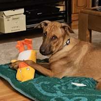 Thumbnail photo of Kheng #1