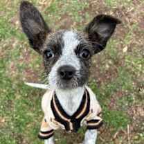 Thumbnail photo of Pepper Scruff #2