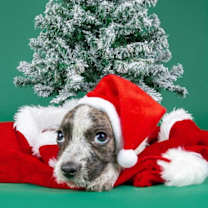 Thumbnail photo of Pepper Scruff #3