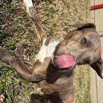 Thumbnail photo of Asher #3