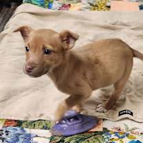 Thumbnail photo of Tito #3