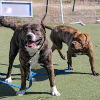 Thumbnail photo of YAM YAM #2