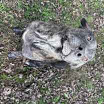 Thumbnail photo of Clyde #1