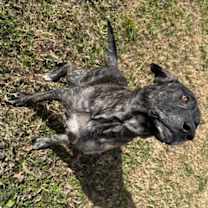 Thumbnail photo of Clyde #2