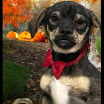 Thumbnail photo of Reaper #2