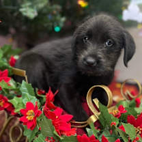 Thumbnail photo of Sissy #2