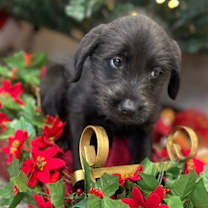 Thumbnail photo of Sissy #3