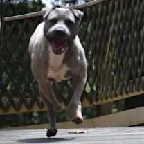 Thumbnail photo of Monty #3