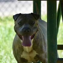 Thumbnail photo of Monty #4