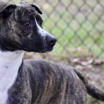 Thumbnail photo of Blue #4