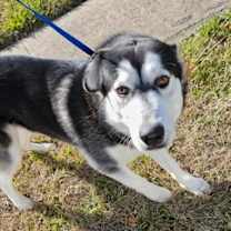 Thumbnail photo of Oreo #1