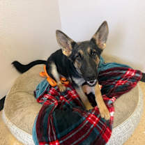 Thumbnail photo of Darlin #1