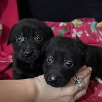 Thumbnail photo of Tillie #3