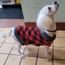 Thumbnail photo of Albert Einstein #2