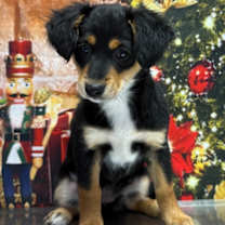 Thumbnail photo of Medusa #1