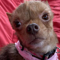 Thumbnail photo of Green Beans #1