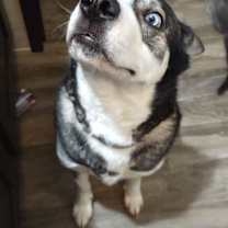 Thumbnail photo of Stella #3