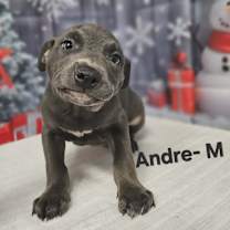 Thumbnail photo of Andre #1