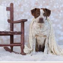 Thumbnail photo of FWT Princess #2