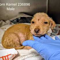 Thumbnail photo of Popcorn Kernel  #1