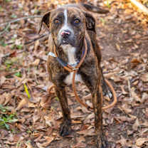 Thumbnail photo of Roywell #3