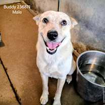 Thumbnail photo of Buddy #1