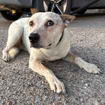 Thumbnail photo of Buddy #2