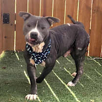 Thumbnail photo of Bubba Gump JuM #1