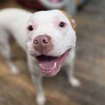 Thumbnail photo of Bella #1