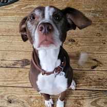 Thumbnail photo of Josie #3