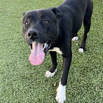 Thumbnail photo of Skippy #2