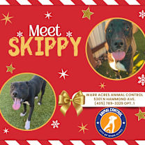 Thumbnail photo of Skippy #3