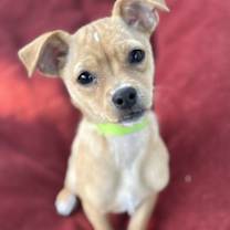 Thumbnail photo of Maya #1