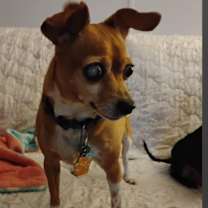 Thumbnail photo of Freddie #3