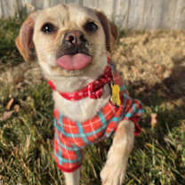 Thumbnail photo of Nougat #2