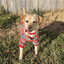 Thumbnail photo of Nougat #3