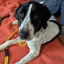 Thumbnail photo of Lucey #1