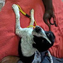 Thumbnail photo of Lucey #4